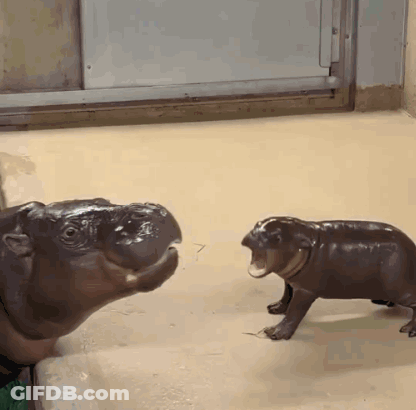 A Hippopotamus And A Baby Hippopotamus Are Standing Next To Each Other GIF