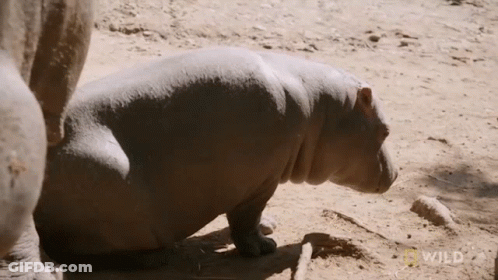 A Hippopotamus Is Kneeling Down In The Dirt With A Wild Logo In The Background GIF