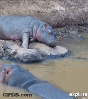 A Hippopotamus Is Laying On Its Back In A Body Of Water With The Words Explore Below It GIF