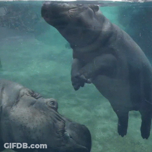 A Hippopotamus Is Sitting On Top Of Another Hippopotamus In A Tank GIF