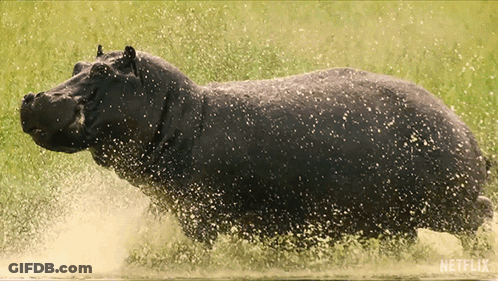 A Hippopotamus Is Splashing In The Water With A Netflix Logo In The Background GIF