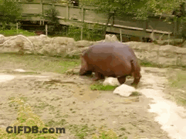 A Hippopotamus Is Standing In A Muddy Area GIF