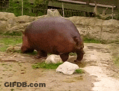 A Hippopotamus Is Standing In The Dirt Near A Rock GIF