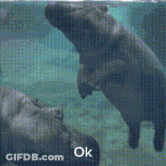 A Hippopotamus Is Standing On A Rock In The Water With The Words Ok Below It GIF