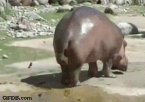 A Hippopotamus Is Standing On Its Hind Legs In A Puddle Of Water . GIF