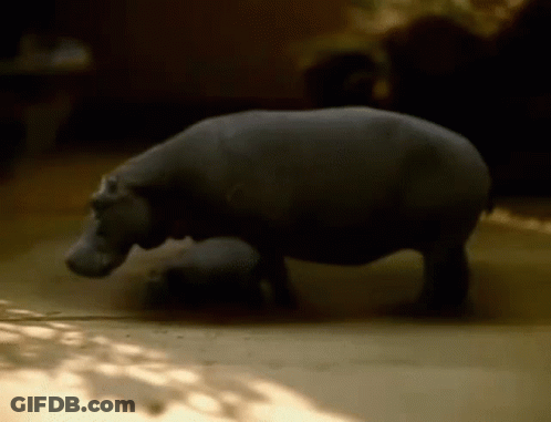 A Hippopotamus Is Standing On Its Hind Legs In The Dirt . GIF