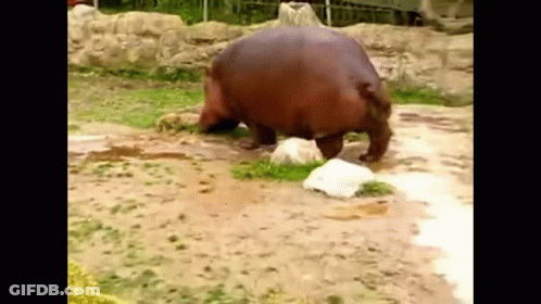 A Hippopotamus Is Standing On Its Hind Legs In The Dirt GIF