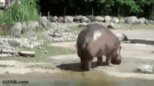 A Hippopotamus Is Standing On Its Hind Legs On A Dirt Road . GIF