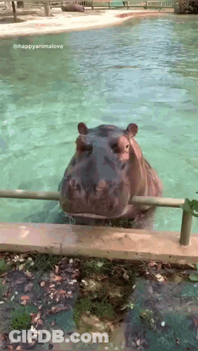 A Hippopotamus Is Swimming In A Pool With A Fence Around It GIF