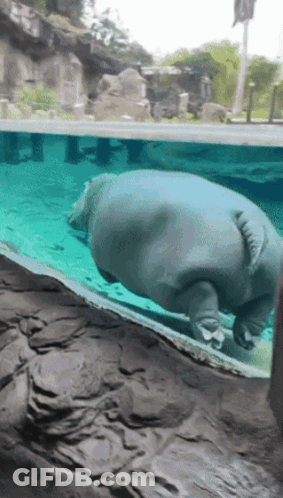 A Hippopotamus Is Swimming In A Pool With A Rocky Shoreline In The Background GIF