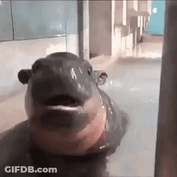 A Hippopotamus Is Swimming In A Pool With Its Mouth Open And Looking At The Camera . GIF