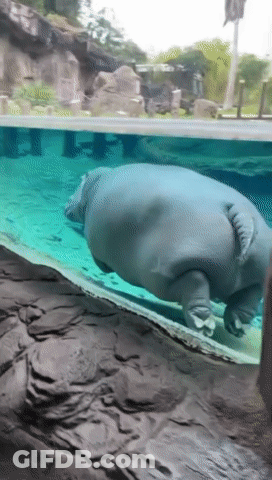 A Hippopotamus Is Swimming In A Tank With A Rocky Shoreline In The Background GIF