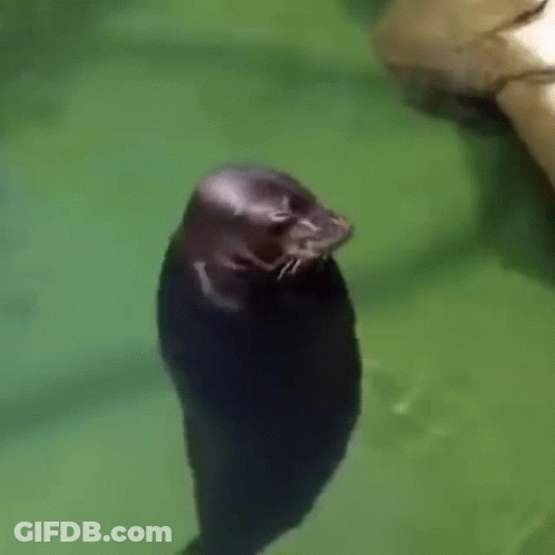 A Hippopotamus Is Swimming In The Water And Looking At Something . GIF