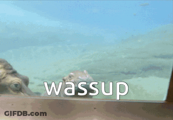 A Hippopotamus Is Swimming In The Water And The Word Wassup Is On The Bottom GIF
