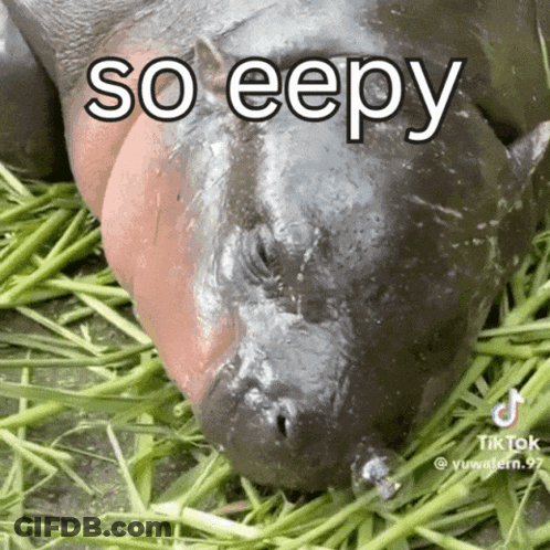 A Hippopotamus Laying In The Grass With The Words So Eepy Written Above It GIF