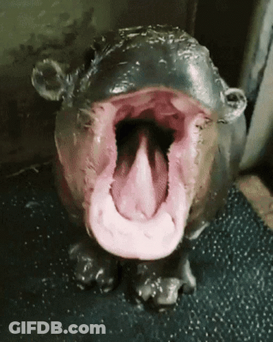 A Hippopotamus With Its Mouth Open And Its Tongue Hanging Out GIF