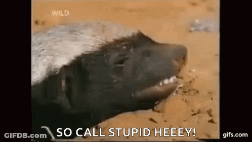 A Honey Badger Is Laying In The Dirt With Its Mouth Open And Says `` So Call Stupid Heeey '' . GIF