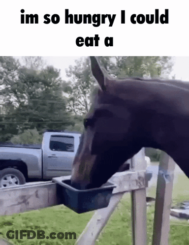 A Horse Drinking Water From A Bucket With The Caption Im So Hungry I Could Eat A .. GIF