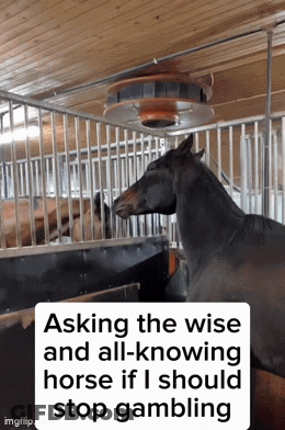 A Horse In A Stable With The Caption Asking The Wise And All-Knowing Horse If I Should Stop Gambling .. GIF