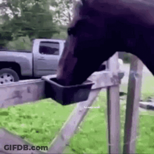 A Horse Is Drinking Water From A Bucket . GIF