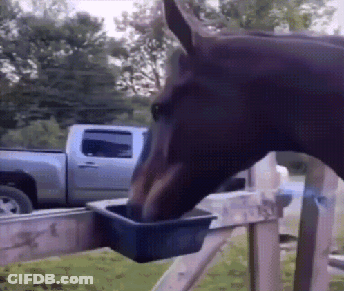 A Horse Is Drinking Water From A Bucket On A Fence GIF