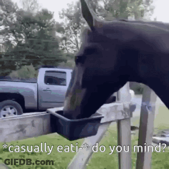 A Horse Is Drinking Water From A Bucket While A Truck Is In The Background . GIF