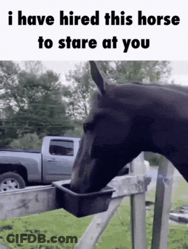 Horse Drinking Water With Stare Caption GIF