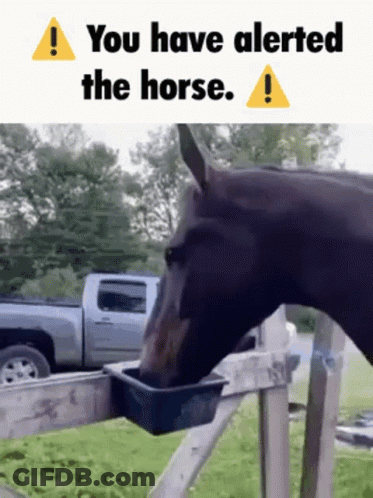 A Horse Is Drinking Water From A Bucket With The Words You Have Alerted The Horse Below It GIF