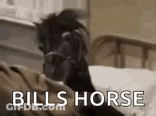 A Horse Is Laying On A Bed And Looking At The Camera . GIF