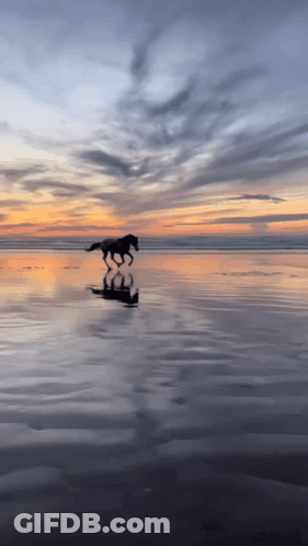 A Horse Is Running Across A Body Of Water GIF