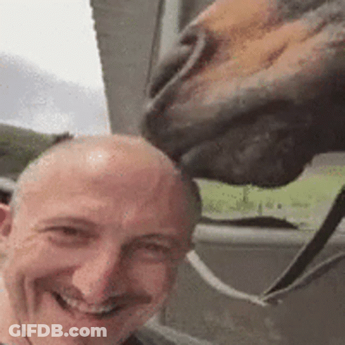 A Horse Is Sniffing A Man 'S Head In A Selfie . GIF