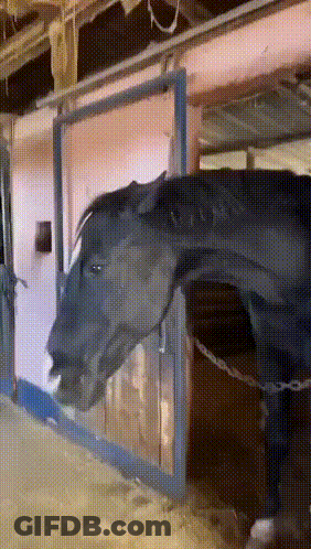 A Horse Is Standing In A Stable With Its Head Out Of The Door GIF