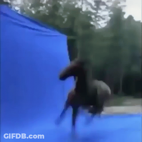 A Horse Is Standing In Front Of A Blue Curtain GIF