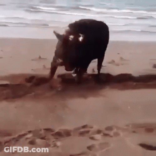 A Horse Is Standing On A Beach Near The Ocean . GIF