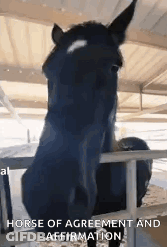 A Horse Is Sticking Its Head Over A Fence In A Stable And Looking At The Camera . GIF