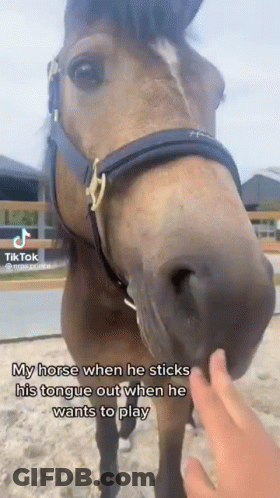 A Horse Is Sticking Its Tongue Out When It Wants To Play With A Person . GIF