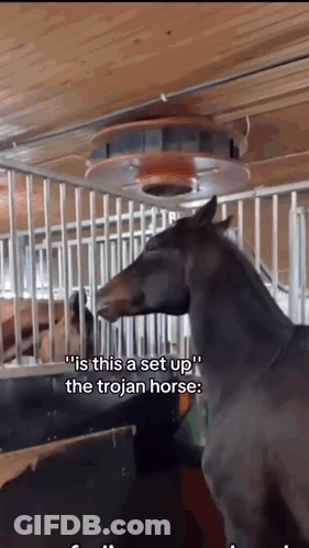 A Horse Standing In A Fenced In Area With The Caption " Is This A Set Up The Trojan Horse " GIF