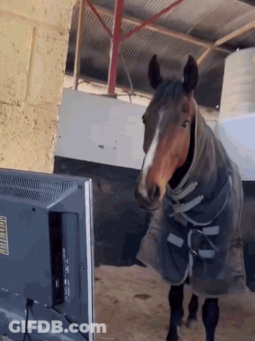 A Horse Standing In Front Of A Tv With A Label On It That Says ' Tcl ' GIF