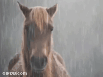 Horse Standing In Rain Looking At Camera GIF