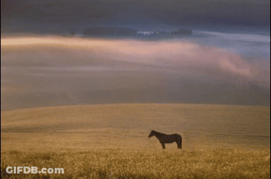 A Horse Stands In A Field With A Cloudy Sky In The Background GIF