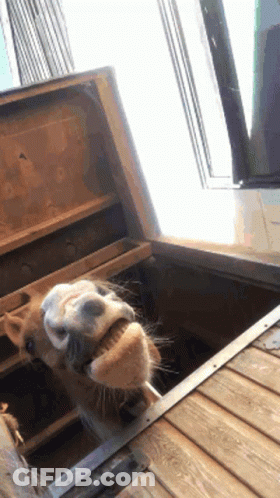A Horse Sticking Its Head Out Of A Wooden Stable Door GIF