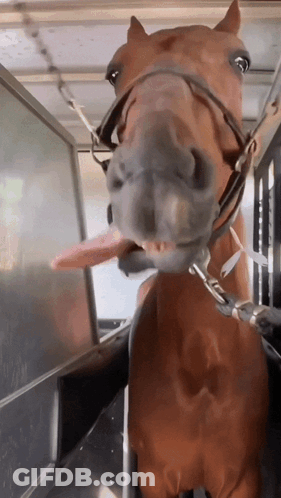 A Horse Sticking Its Tongue Out In A Cage GIF