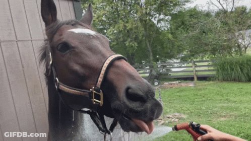 A Horse Sticking Its Tongue Out While Being Sprayed With Water From A Hose GIF
