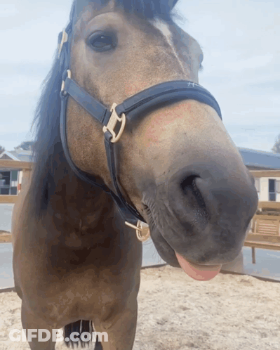 A Horse Wearing A Black Bridle With The Letter H On It Sticking Its Tongue Out GIF