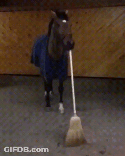 A Horse Wearing A Blue Blanket Is Walking With A Broom In Its Mouth GIF