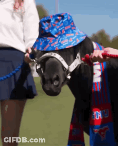 A Horse Wearing A Blue Hat And A Scarf That Says ' Smu ' On It GIF