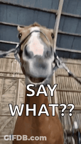 A Horse With A Bridle Is Standing In A Barn And Says `` Say What '' . GIF
