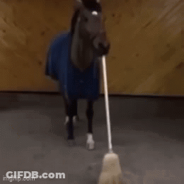 A Horse With A Broom Sticking Out Of Its Mouth In A Stable GIF