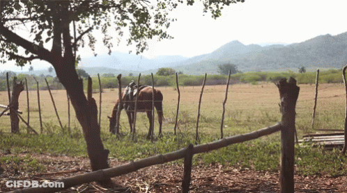 A Horse With A Saddle Is Grazing In A Field Behind A Fence GIF
