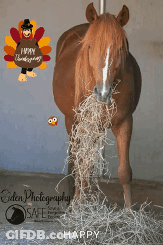 A Horse With Hay In Its Mouth And A Happy Thanksgiving Turkey Behind It GIF